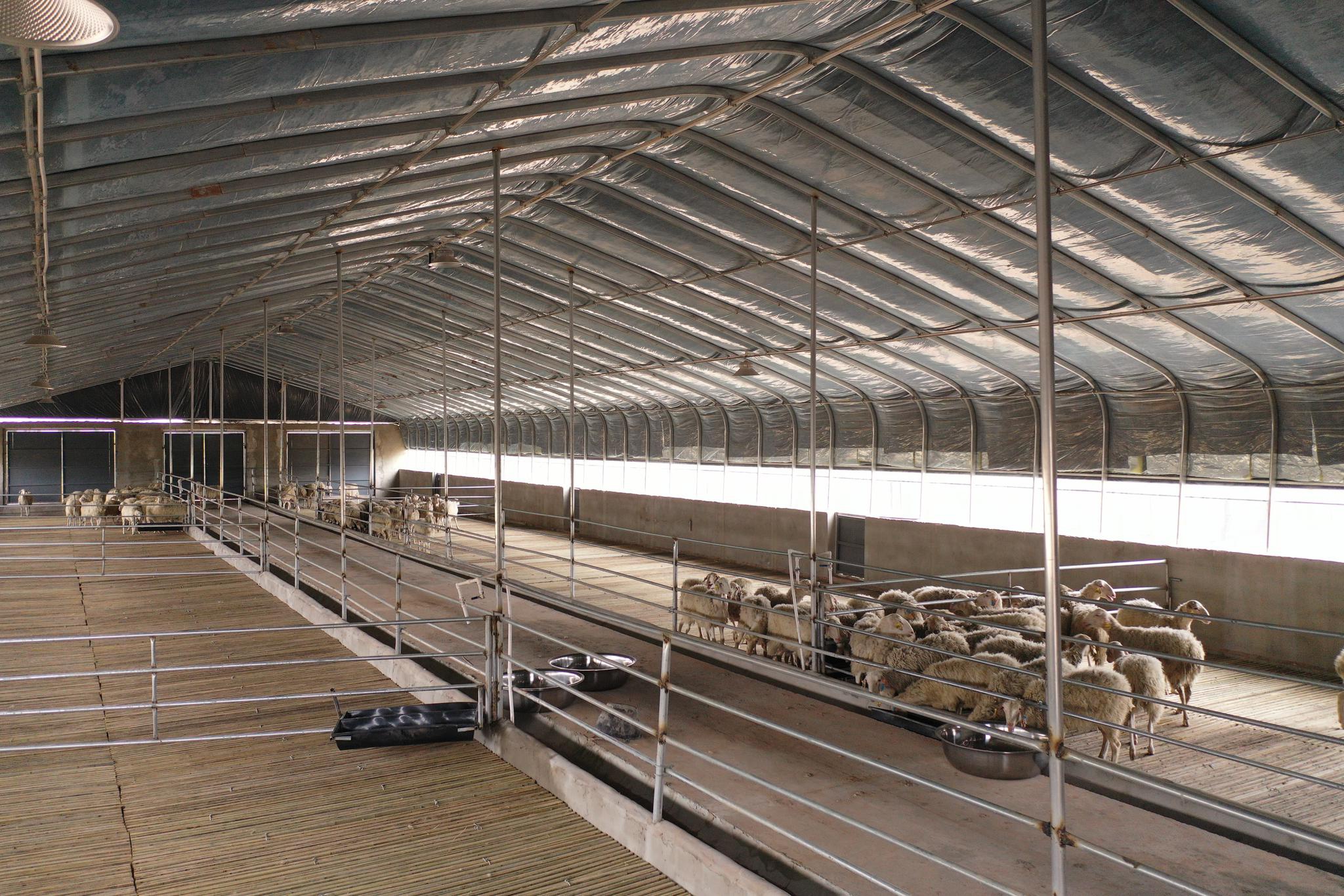 产业援疆千头湖羊顺利抵达柯坪