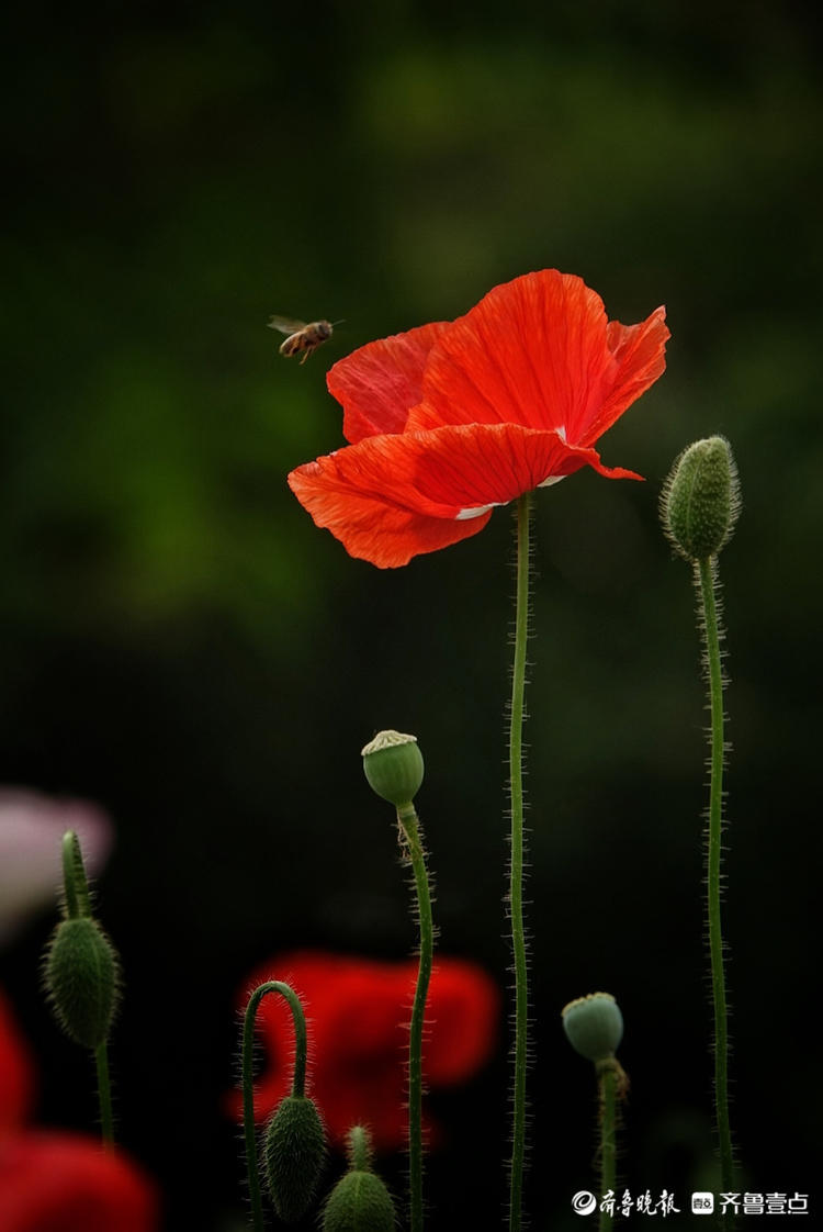 盛开的虞美人花,还真是高贵优雅|戚勇|虞美人|济南_新浪新闻