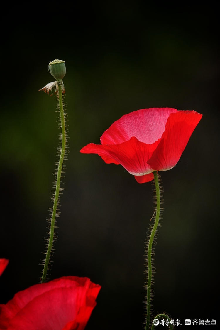 盛开的虞美人花,还真是高贵优雅