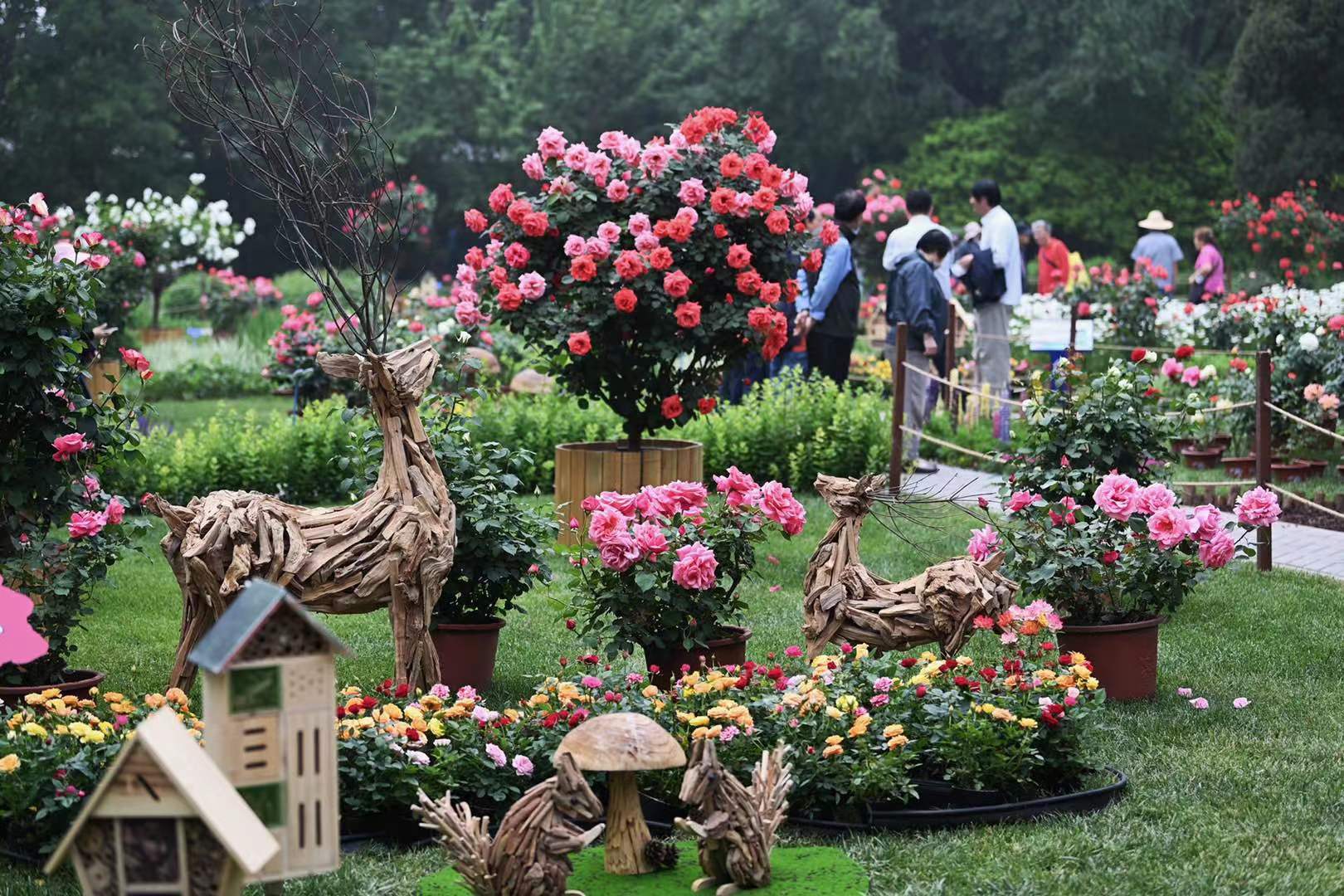 5月15日天坛公园月季展开幕金奖月季月季之最亮相