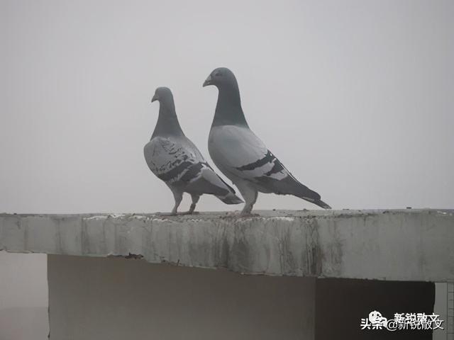 本来是两只鸽子一只意外蒙难逃走的那只的结局却让我们惊喜