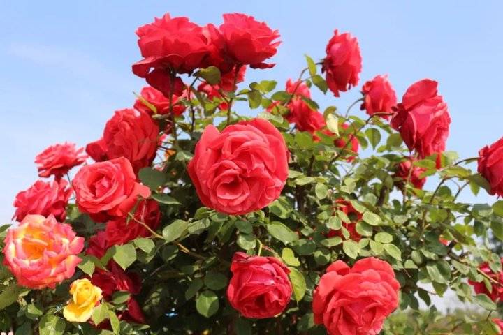 以花之名遇见爱泰山花海的爱情花进入盛放期啦