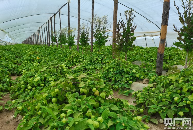 洋菇娘进村了让土地白起来农民富起来
