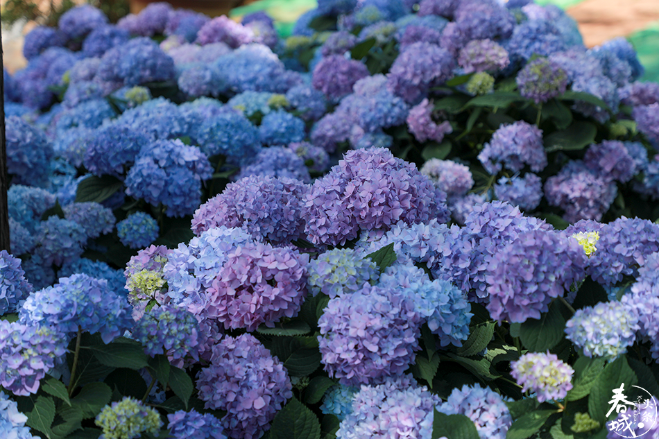 昆明这些地方的绣球花美到心里了错过后悔一年