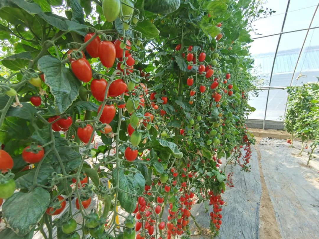 兰州高原夏菜再添新品种!适宜我市种植的优质番茄加入"大家庭"|夏菜|