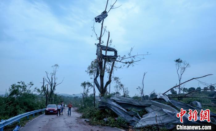 龙卷风卷起的铁皮缠绕在路边大树上。 张畅 摄