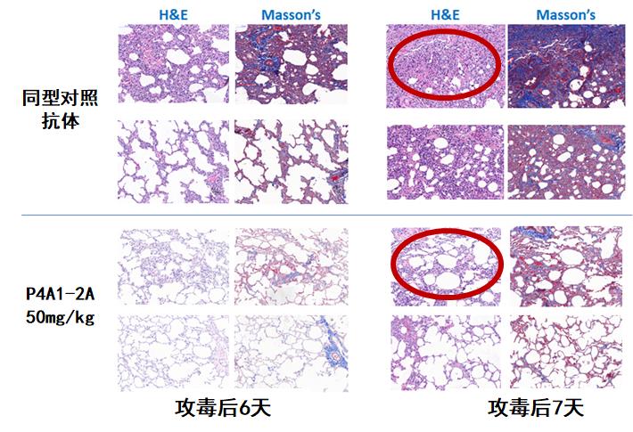 临床前试验中肺部病理变化