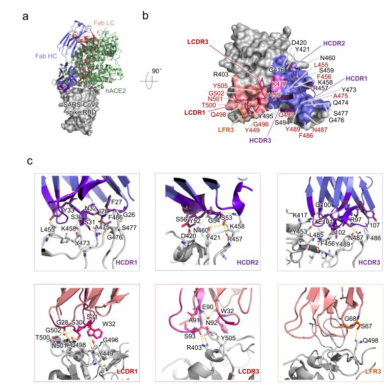 新冠特异性中和抗体P4A1-2A结构