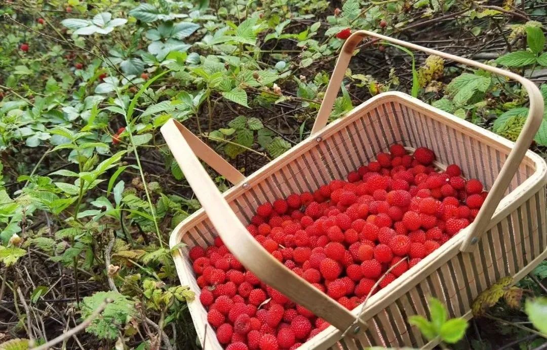 曾有网友给出了几十种叫法:野草莓,大水莓,红莓,野莓,田莓,树莓,地莓