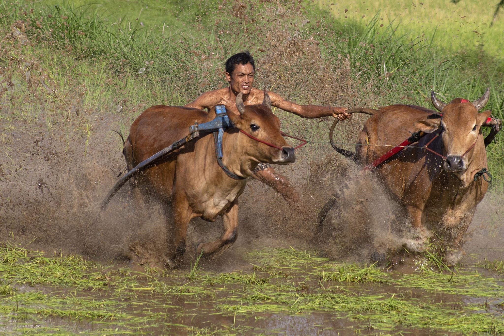 西苏门答腊赛牛庆丰收