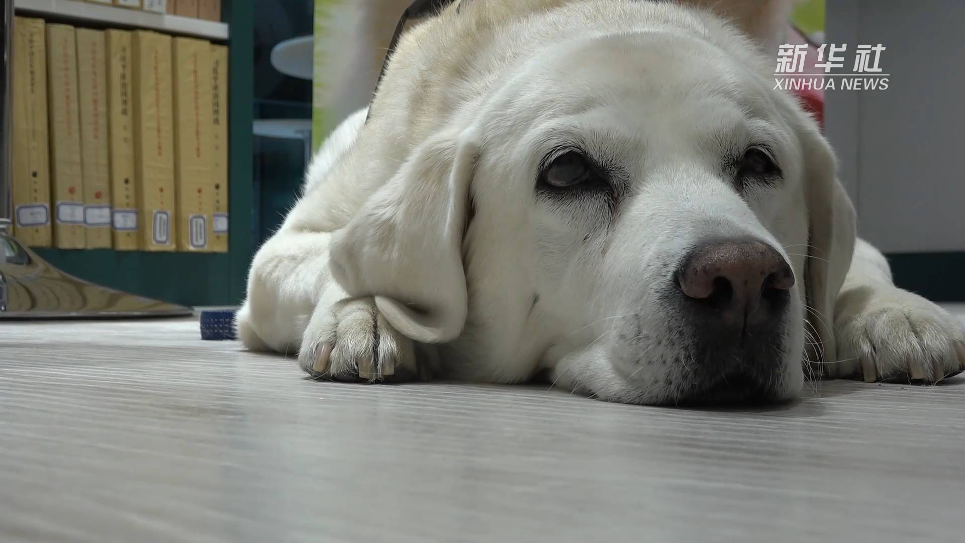 一只导盲犬上千人申领  如何让更多视障人士拥有“小Q”休闲区蓝鸢梦想 - Www.slyday.coM