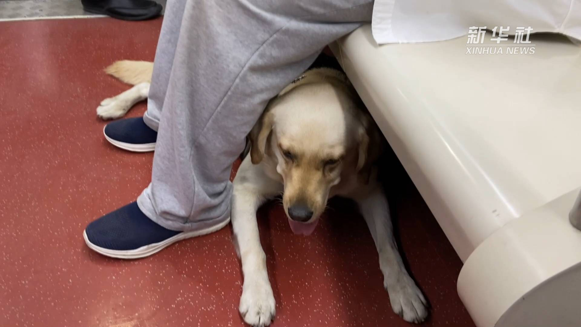 一只导盲犬上千人申领  如何让更多视障人士拥有“小Q”休闲区蓝鸢梦想 - Www.slyday.coM