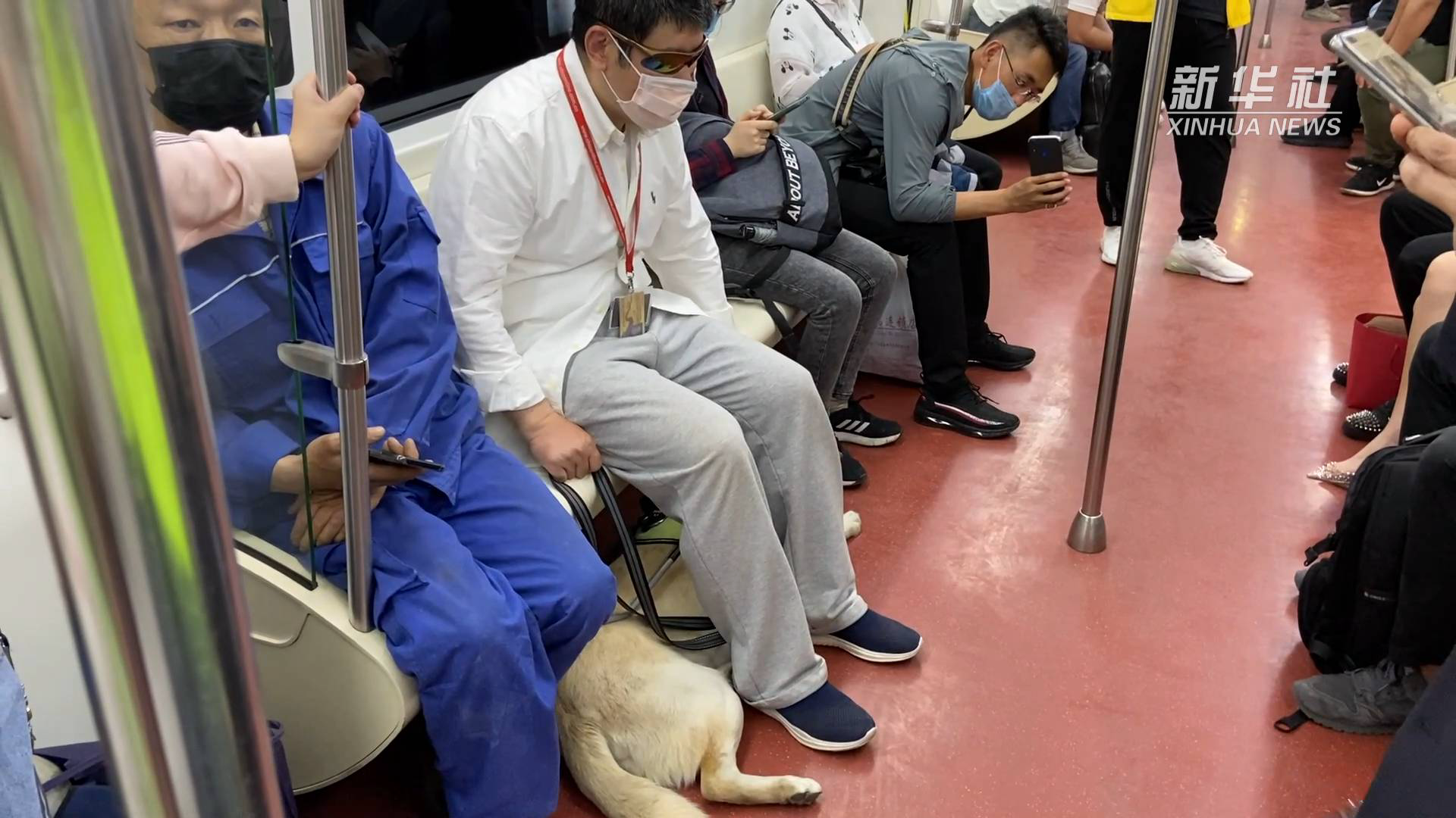 一只导盲犬上千人申领  如何让更多视障人士拥有“小Q”休闲区蓝鸢梦想 - Www.slyday.coM