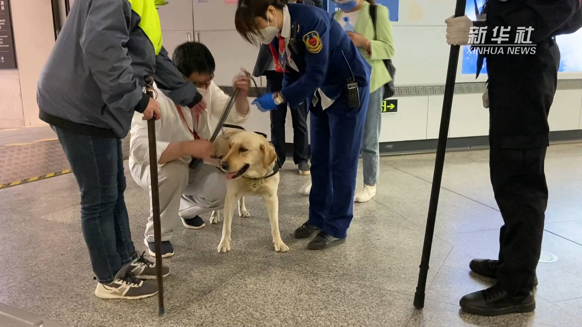 一只导盲犬上千人申领  如何让更多视障人士拥有“小Q”休闲区蓝鸢梦想 - Www.slyday.coM
