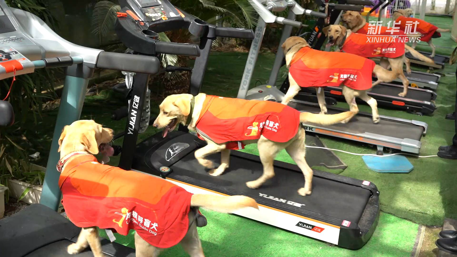 一只导盲犬上千人申领  如何让更多视障人士拥有“小Q”休闲区蓝鸢梦想 - Www.slyday.coM