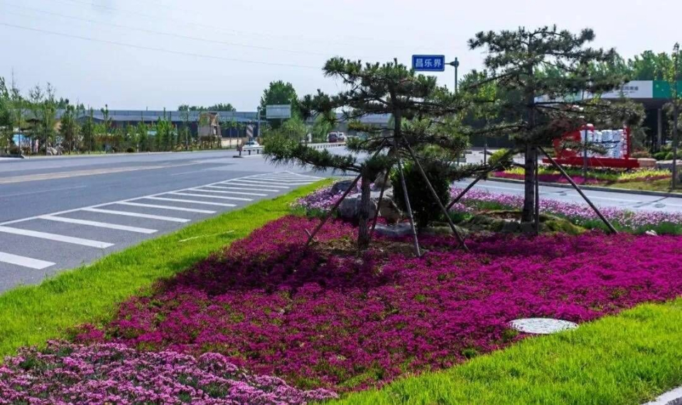 五口四线多点绿化提升全部完成潍坊城市西大门更靓了