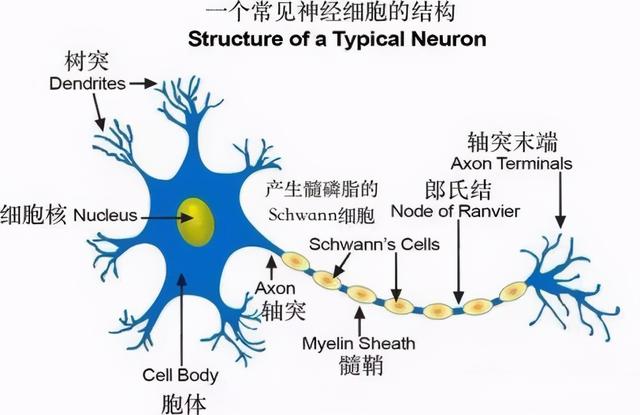 (才能)的密码归因为髓鞘质,它是一种包覆于生物神经纤维外的绝缘脂质