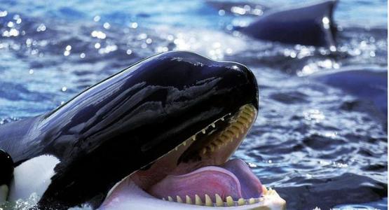 鲸鱼的种类恐怖图片
