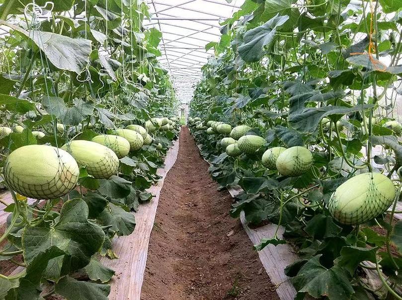 上海也有一个哈密瓜采摘文化节:为炎夏带来甜蜜