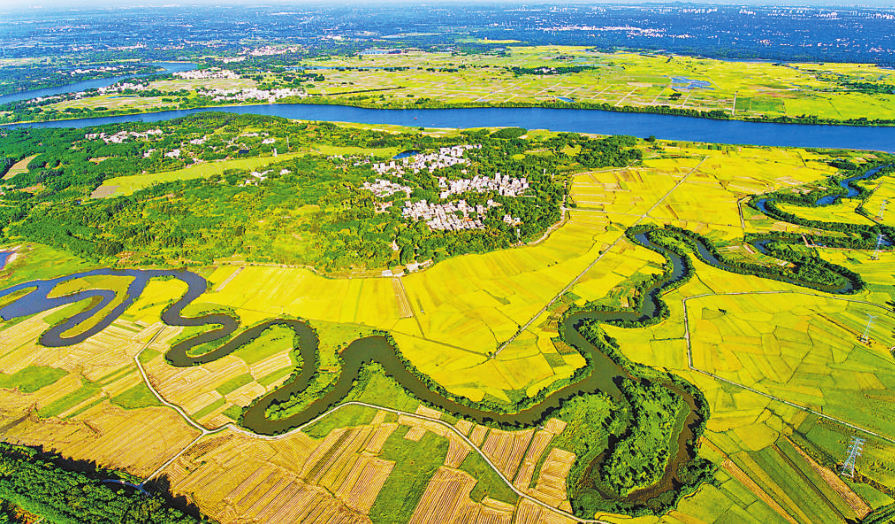 海口琼山区三十六曲溪稻谷丰收靓照登上人民日报头版