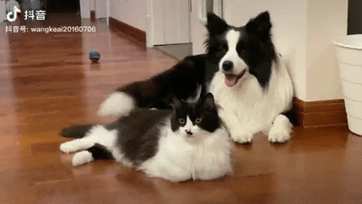 当边牧遇到奶牛猫网友惊了简直是异父异母的亲兄弟