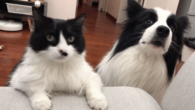 当边牧遇到奶牛猫网友惊了简直是异父异母的亲兄弟