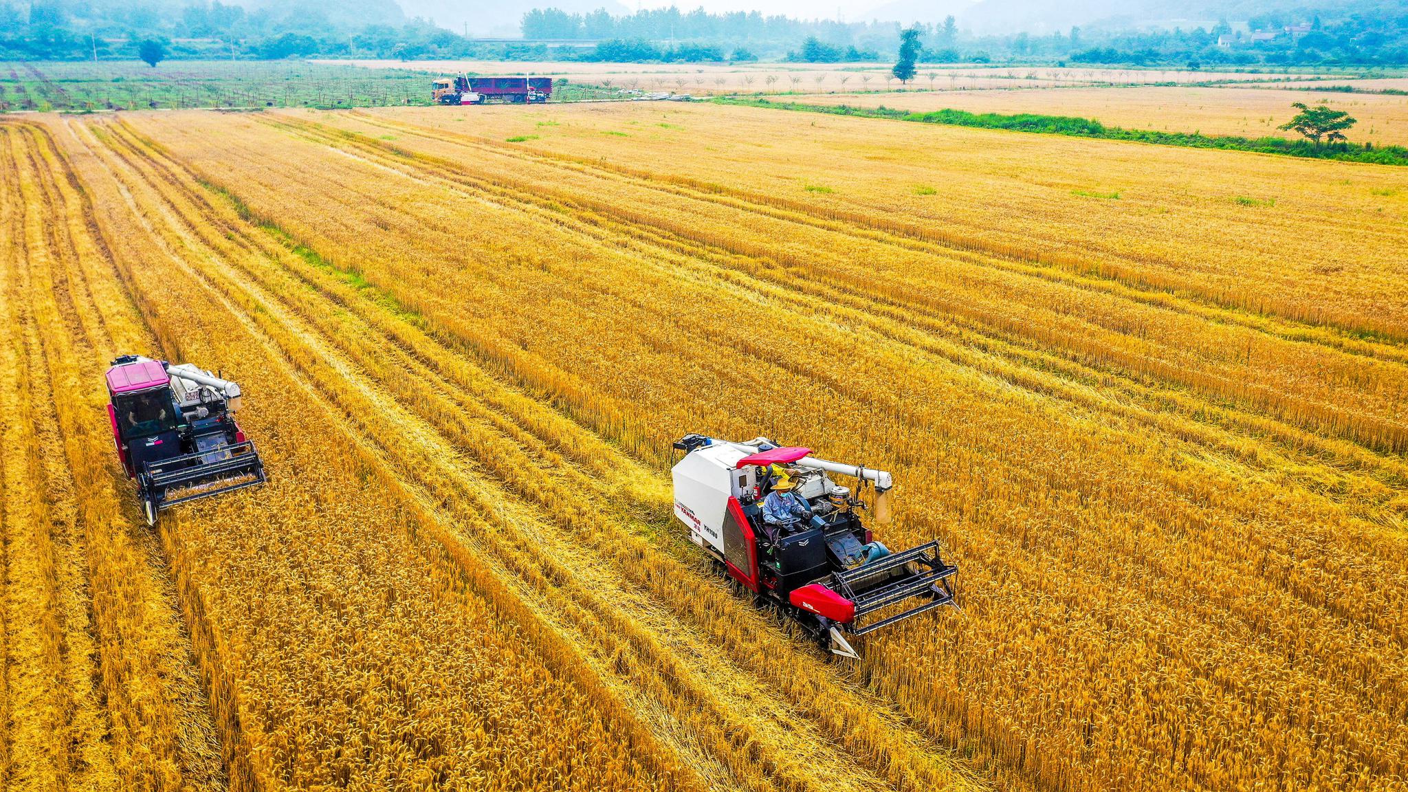 长兴夏粮丰收颗粒归仓