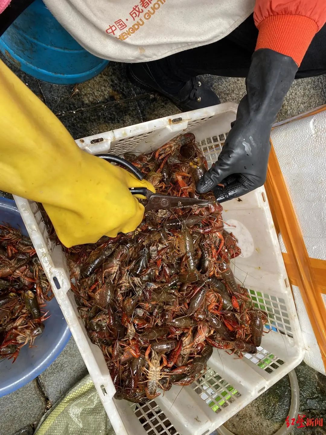 小龙虾大量上市价格近腰斩【小龙虾上市时间一般是几月到几月】