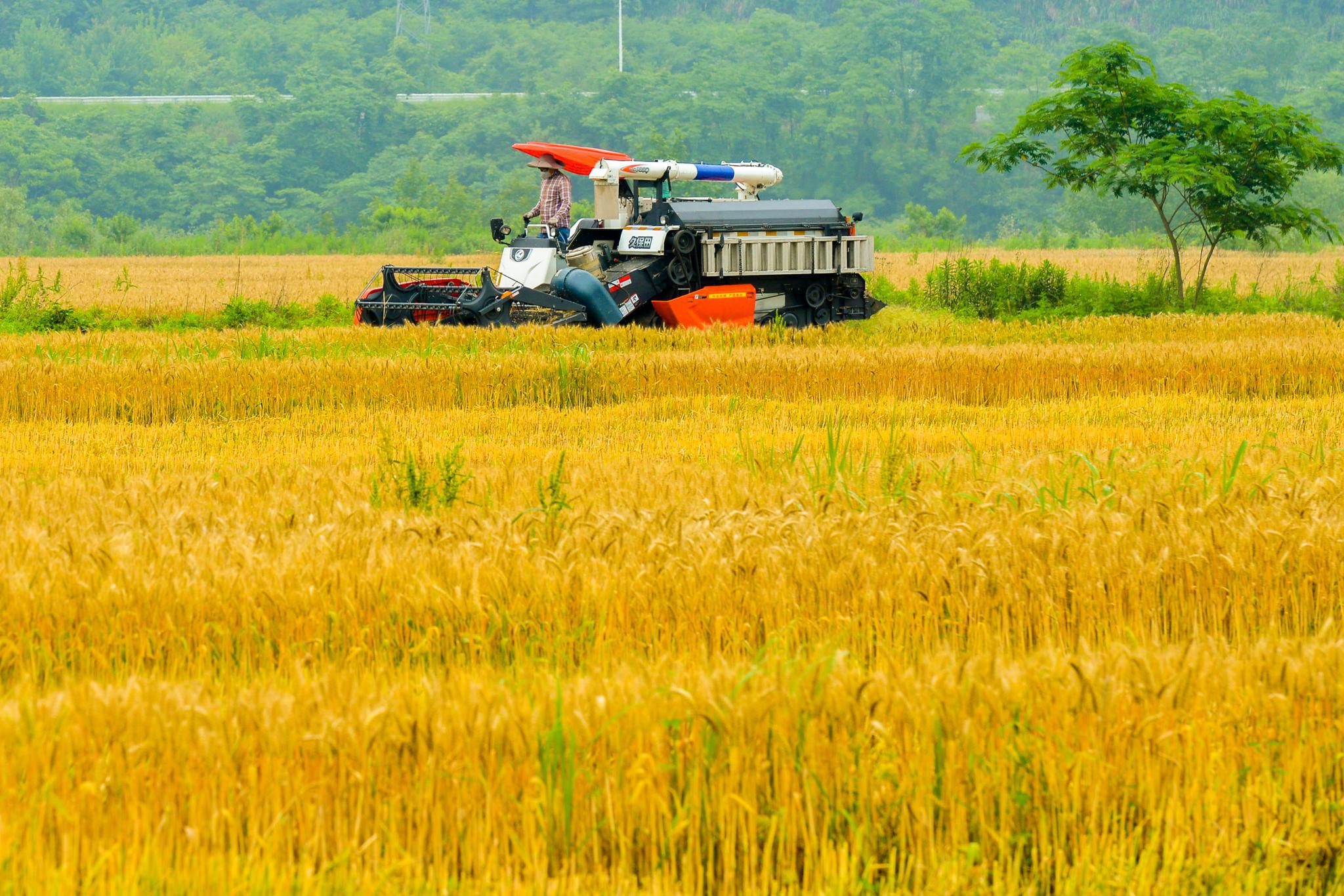 长兴夏粮丰收颗粒归仓
