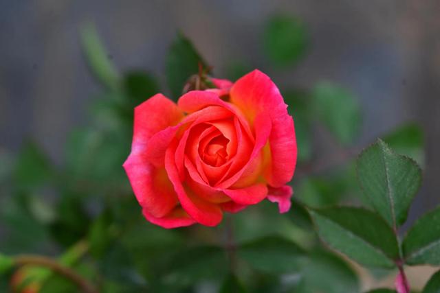 北京自育月季新品种初心亮相