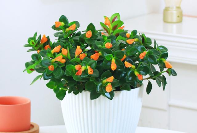 推荐3种适合北阳台的喜阴花家里光照不好也能开花