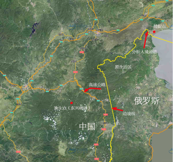 东北虎完达山1号放归专家越早放成功率越高