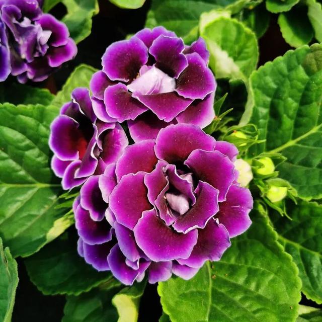 推荐3种适合北阳台的喜阴花家里光照不好也能开花