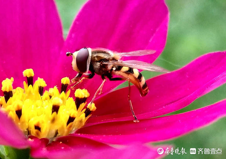 花开齐鲁|临沂马头镇格桑花开正艳,蜜蜂嬉戏起舞浪漫又迷人|临沂市