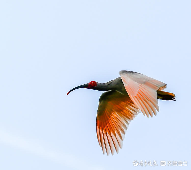 上过春晚的朱鹮怎么拍都好看