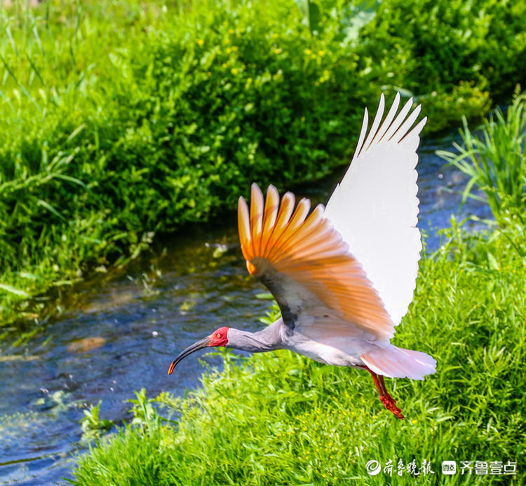 上过春晚的朱鹮怎么拍都好看