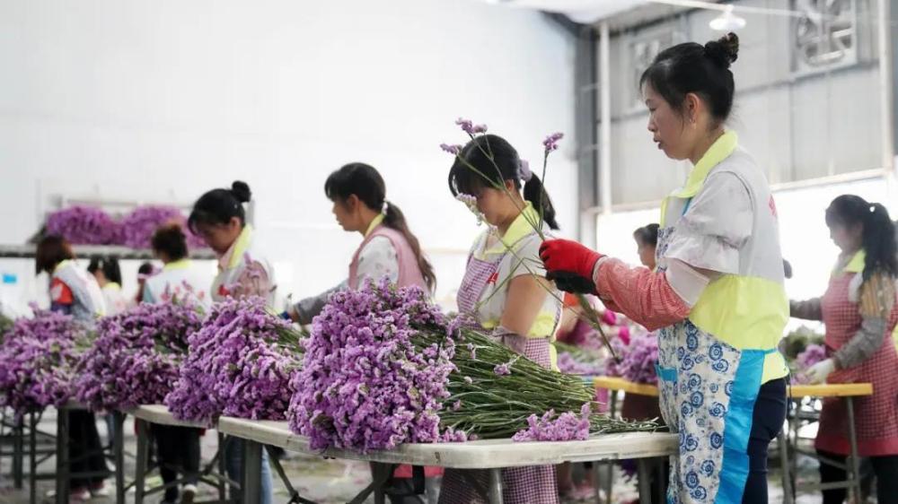 花农正在修整即将运输的花束（央广网发 中国铁路供图）