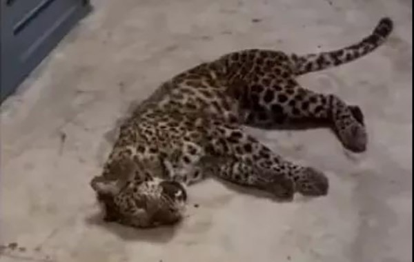 图说:5月8日18时12分,被麻醉捕获的小豹子正在苏醒中 新华网