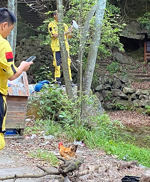 图说:救援队员将鸡拴在点位的树木上 姜燕/摄