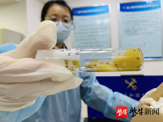 金陵海关验放197管科研用果蝇