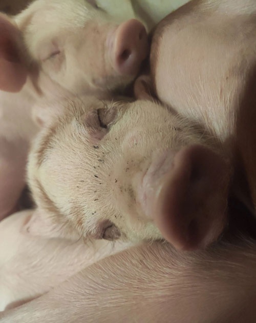  分娩舍里的小猪。 受访者供图