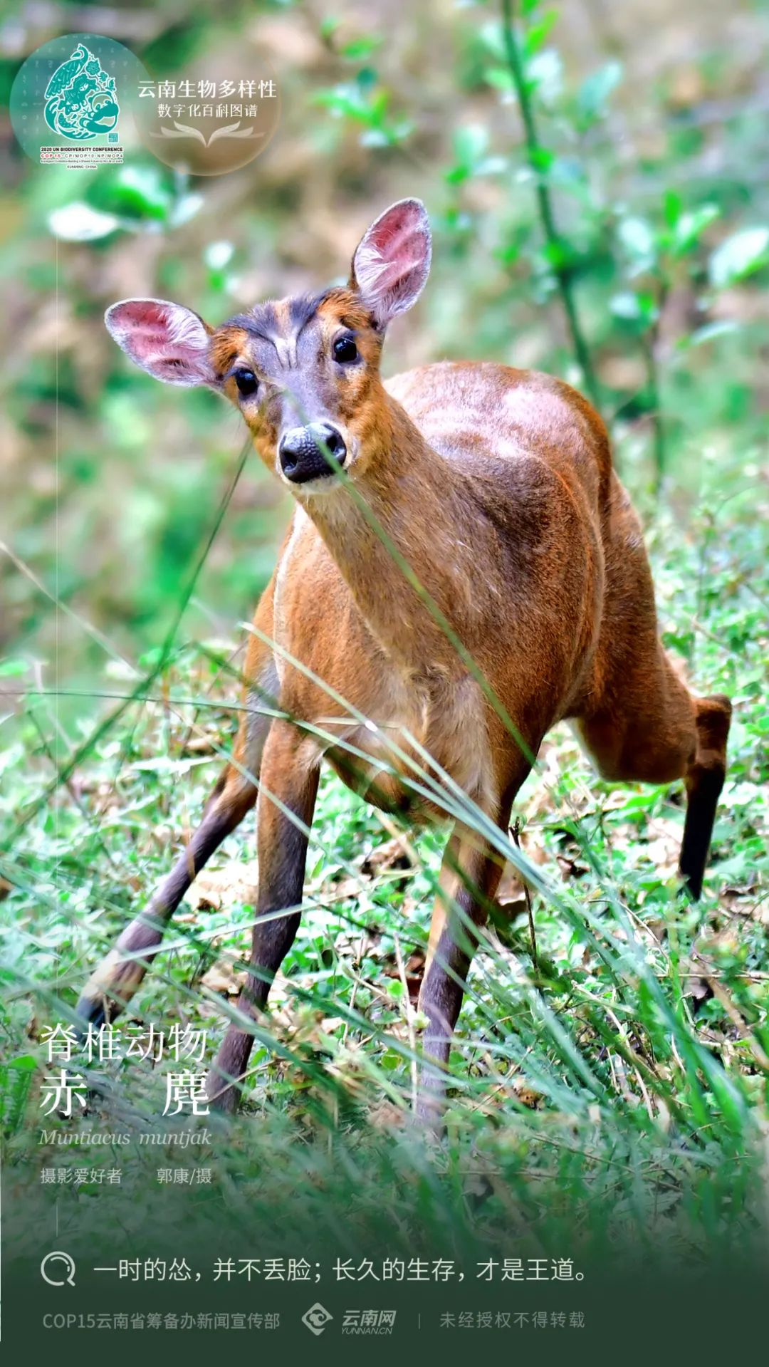 【云南生物多样性数字化百科图谱】脊椎动物·赤麂:怂也是一种生存