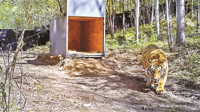 完达山1号被放归自然