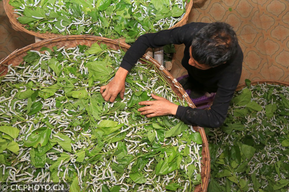 贵州毕节传统桑蚕养殖助力乡村振兴