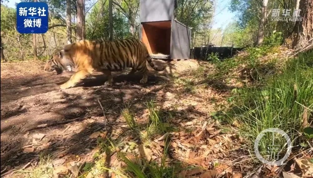 "完达山1号"黑龙江野放,放归处距最近乡镇70公里