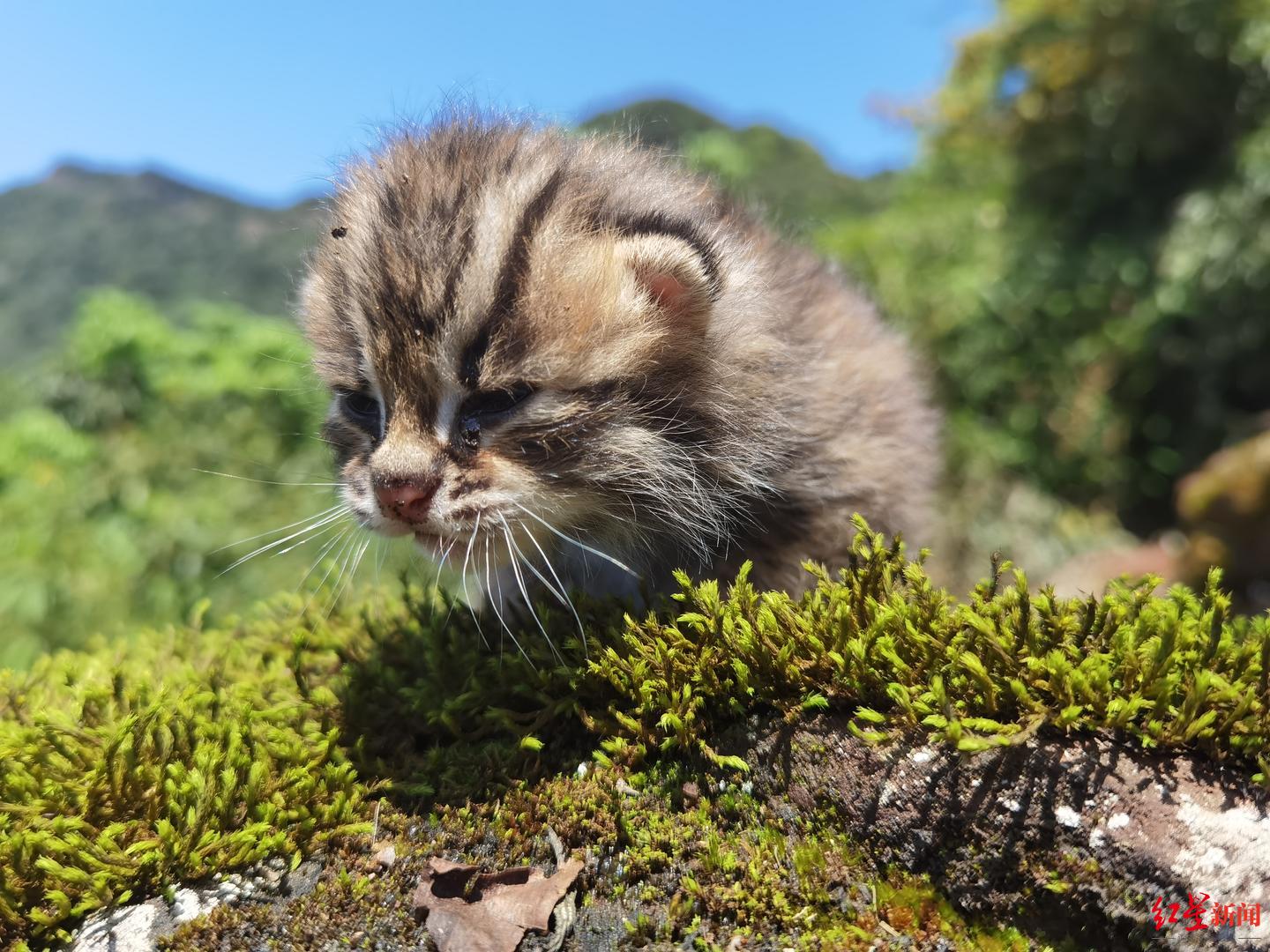 但是,小豹猫身边没看到其他成