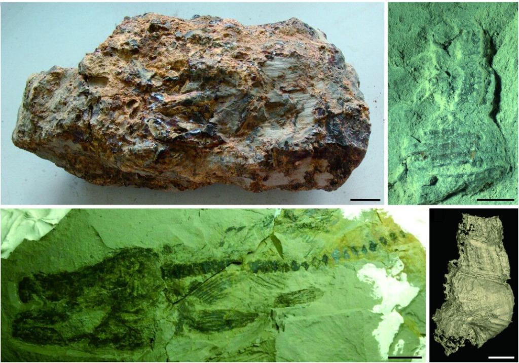 漳浦生物群中的化石。中国科学院南京地质古生物研究所供图。