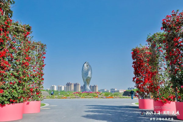 花开金海湖2021年上海国际花展奉贤上海之鱼会场开幕精彩视频排行榜