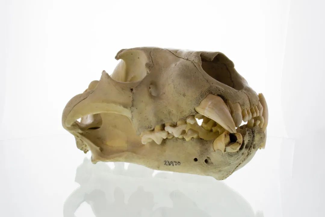 击毙食人狮一百年后我们终于知道它们为何吃人