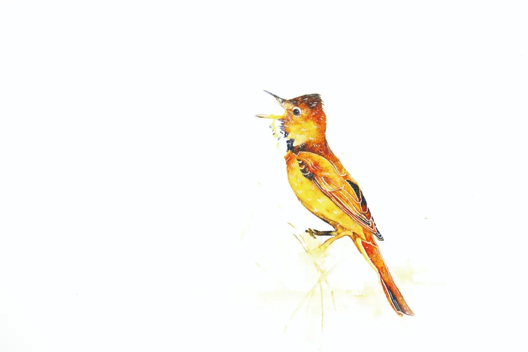 藏文科普 | 雎鸠到底是啥鸟